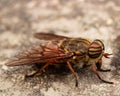 High-angle macro view of a Hybomitra on the grungy surface Royalty Free Stock Photo