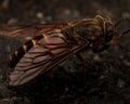 High-angle macro view of a Hybomitra on the grungy surface Royalty Free Stock Photo