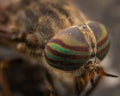 High-angle macro view of a Hybomitra horse flies striped eyes Royalty Free Stock Photo