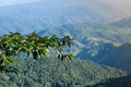 high angle mountain view with green leaves tree. forest fresh air and fog in morning sunrise. Thailand tropical view in natural