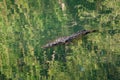 High-angle of Nile crocodile swimming in a pond with water reflecting trees and sunlight Royalty Free Stock Photo