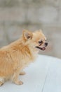 High-angle photo of a brown, fluffy Chihuahua dog standing on a white-colored wooden with grunge cement backdrop.