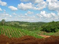 High angle photo of the croplands and the sky with fluffy clouds in Misiones, Argentina