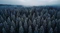 high angle of pine forest foggy and mistry background Royalty Free Stock Photo