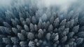 high angle of pine forest foggy and mistry background Royalty Free Stock Photo