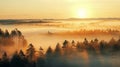 high angle of pine forest foggy and mistry golden hour Royalty Free Stock Photo