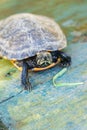 High angle portrait of a cute aquatic turtle looking at camera