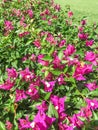 High Angle Portrait View Of Beautiful Pink Flowers Of Long Fence Bougainvillea Plants In Garden Royalty Free Stock Photo