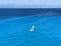 High-angle sea view with blue pure water and a white gull flying low ,cloudy sky background Royalty Free Stock Photo