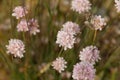 High angle selective focus closeup shot of Armeria flowers in a garden