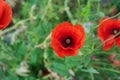 High angle selective focus shot of beautiful poppy flowers with a blurry background Royalty Free Stock Photo