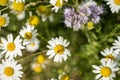 High angle selective focus shot of an insect on an oxeye daisy