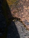 High angle shadow view on mossy brick wall