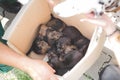 High angle shot of adorable puppies in a cardboard box outdoors