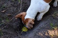 Whats down here. High angle shot of an adorable young Jack Russell digging a hole in the ground outside. Royalty Free Stock Photo