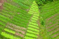 High angle shot agricultural landscape: rows of plants growing in vast fields with dark fertile soil