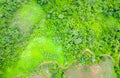 High angle shot agricultural landscape: rows of plants growing in vast fields with dark fertile soil