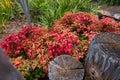 High angle shot of bamboo bushes and shrubs in red color and two pieces of cut tree Royalty Free Stock Photo