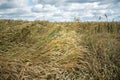 High angle shot of barley grains in the field waving with the wind Royalty Free Stock Photo