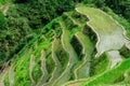 High angle shot of a beautiful landscape in Banaue Rice Terraces, Ifugao Province, Philippines Royalty Free Stock Photo