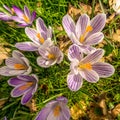High angle shot of beautiful purple and white spring crocuses growing in the field Royalty Free Stock Photo
