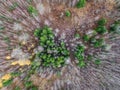 High angle shot of beautiful trees in a forest - great for a natural background Royalty Free Stock Photo