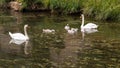 High angle shot of beautiful white swans swimming in the lake Royalty Free Stock Photo