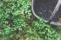 High angle shot of blackberries on a weaved basket Royalty Free Stock Photo