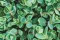 Blue-green leaves of Sedum ewersii with water drops after rain