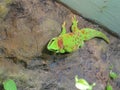 High angle shot of a bright green brown spotted lizard on a rock Royalty Free Stock Photo