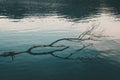 High angle shot of a broken tree trunk on the surface of a calm lake