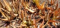 High angle shot of a brown Aloe vera planted in the ground