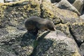 High angle shot of a brown baby seal on a pile of rocks on a seashore