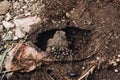 High angle shot of a brown frog laying eggs in a hole in the muddy ground Royalty Free Stock Photo