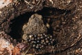 High angle shot of a brown frog laying eggs in a hole in the muddy ground Royalty Free Stock Photo