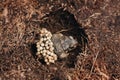 High angle shot of a brown frog laying eggs in a hole in the muddy ground Royalty Free Stock Photo