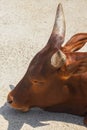 High angle shot of brown horned bull sleeping on a concrete surface