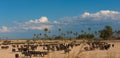 High-angle shot of a cape buffalo herd in the African savannas