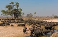 High-angle shot of a cape buffalo herd in the African savannas