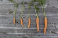 High angle shot of carrots of different sizes on a wooden surface Royalty Free Stock Photo