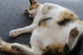 High angle shot of a chubby cute cat sleeping on the sofa