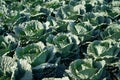 High angle shot of collard greens on the field Royalty Free Stock Photo
