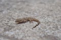 High angle shot of a common wall gecko on a concrete surface Royalty Free Stock Photo
