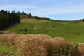 High angle shot of the cows grazing on the hills captured on a sunny day in Portugal Royalty Free Stock Photo