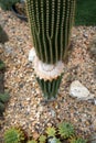 High angle shot of a cut cactus plant Royalty Free Stock Photo