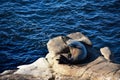 High angle shot of a cute California sea lion resting on a rock at the seashore Royalty Free Stock Photo