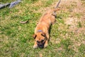 High-angle shot of a cute small Belgian Shepherd puppy resting in the park on a sunny day Royalty Free Stock Photo