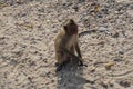 High angle shot of a cute smiling monkey sitting on the sand of the beach Royalty Free Stock Photo