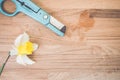 High angle shot of a daffodil and gardening scissors on a wooden surface - copy space Royalty Free Stock Photo