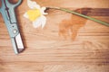 High angle shot of a daffodil and gardening scissors on a wooden surface - copy space Royalty Free Stock Photo